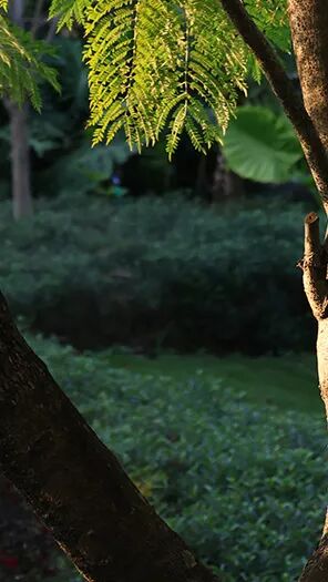 强辉新品木纹系列 | 用自然“森”呼吸，演绎生活的原生态之美(图3)